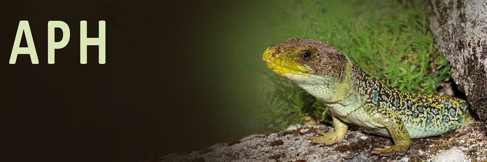 APH_herpetos's profile banner image