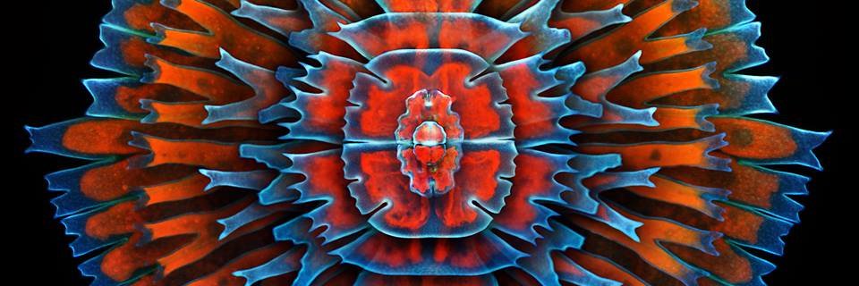 Sciencescape's profile banner image
