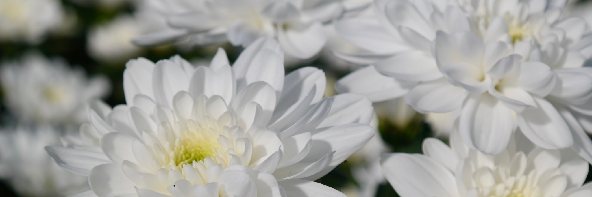QualityFlowerGr's profile banner image