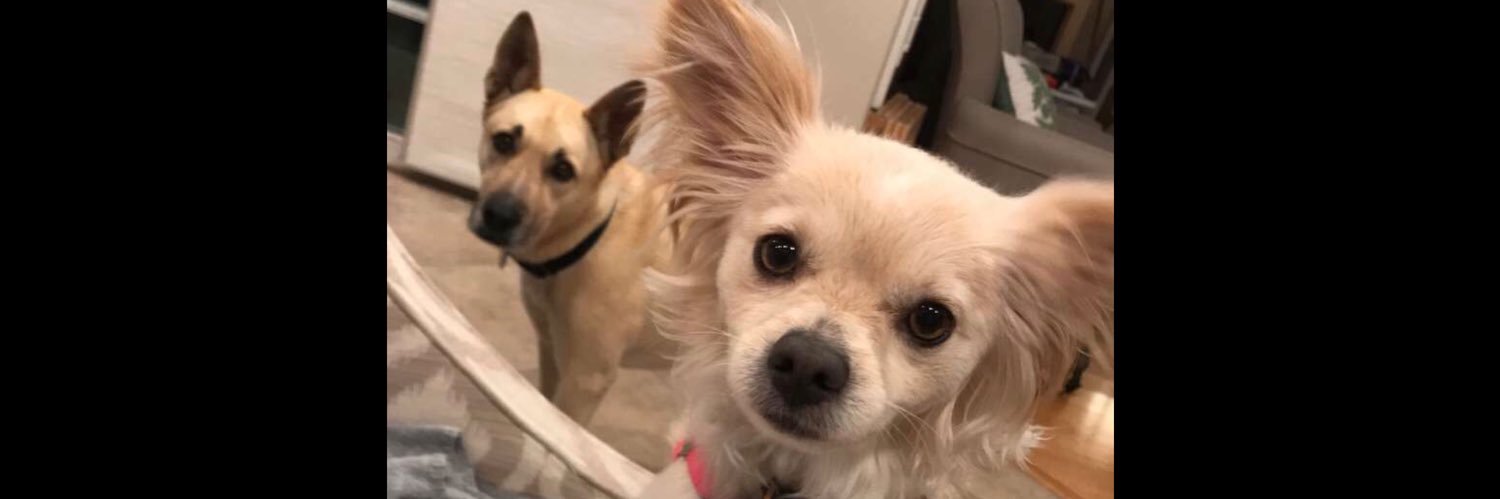 _sydlee's profile banner image