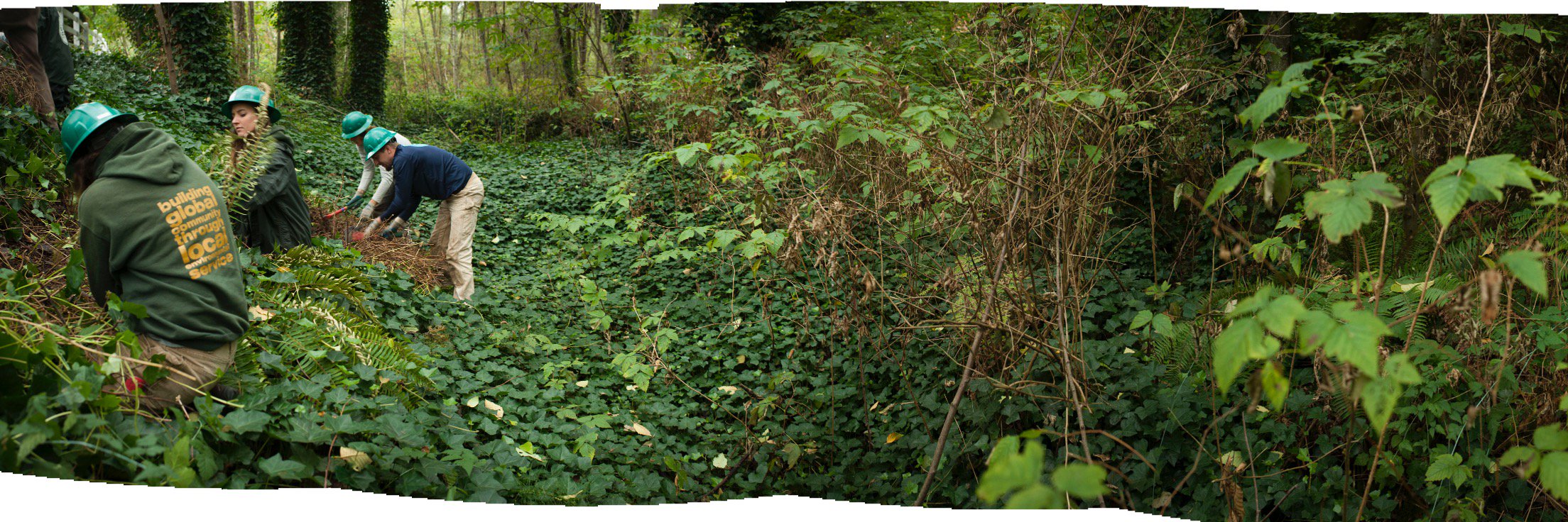 citizenforests's profile banner image