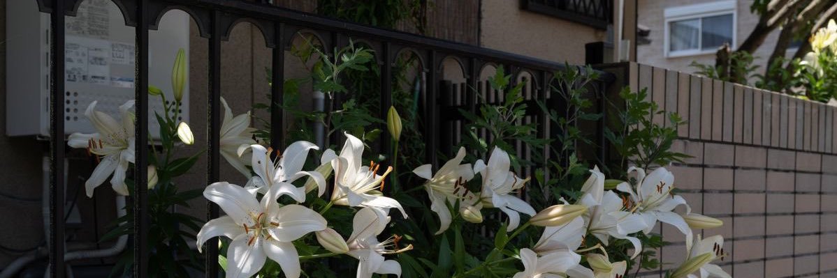 البتول banner