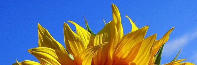 baldeliciousmj's profile banner image