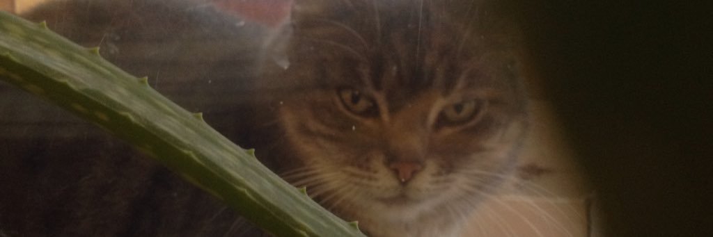 CsengeRebeka99's profile banner image
