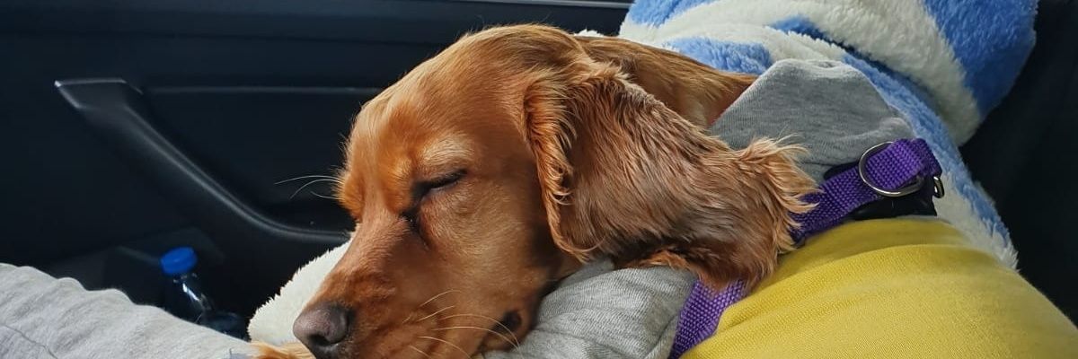 Corxcix's profile banner image