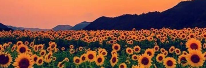 deboraavex's profile banner image