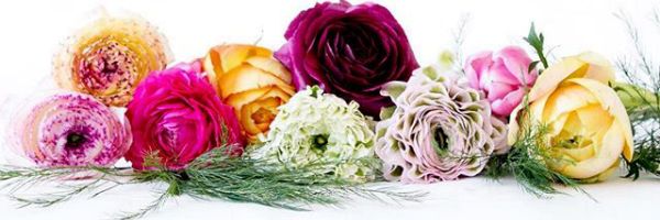 Irmagian Paleon banner