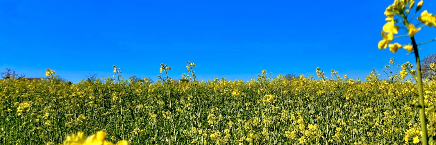 willy_roy's profile banner image