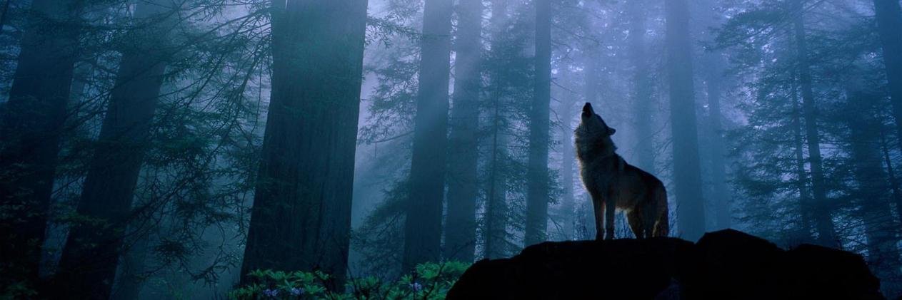 WolfDrakeStudio's profile banner image