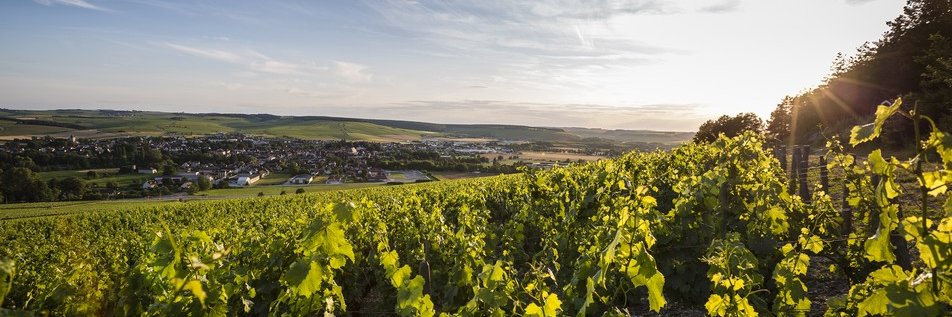 vinsdechablis's profile banner image