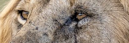 N1saphir's profile banner image