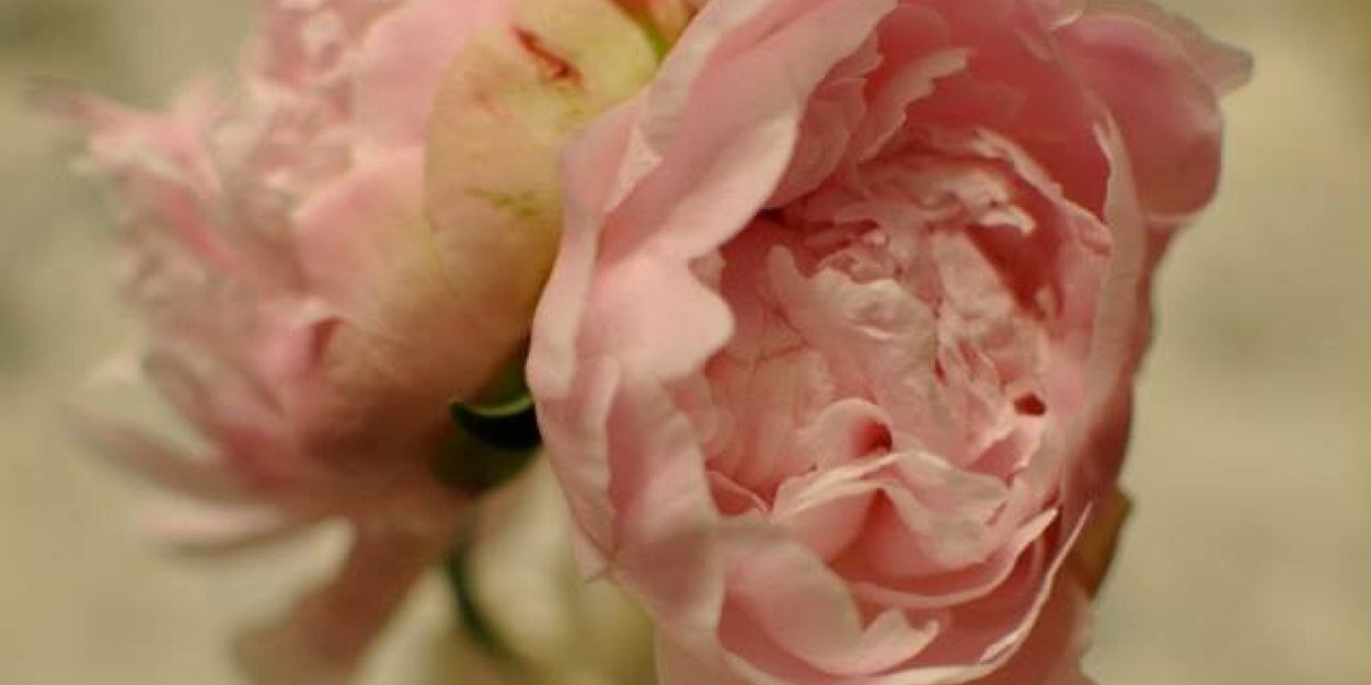 MarthaRempel's profile banner image