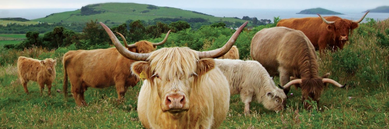 BarlochanBeef's profile banner image