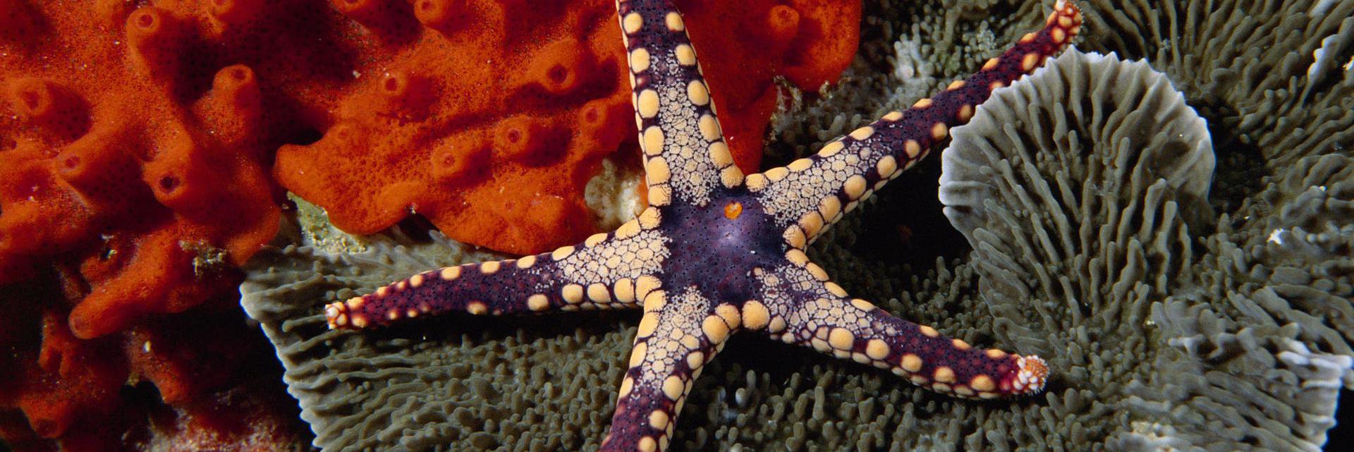 imthestarfish's profile banner image