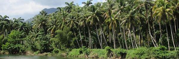 larusabaracoa Profile Banner