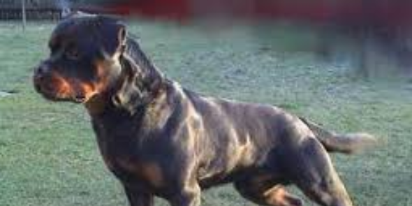 alexander_dog's profile banner image