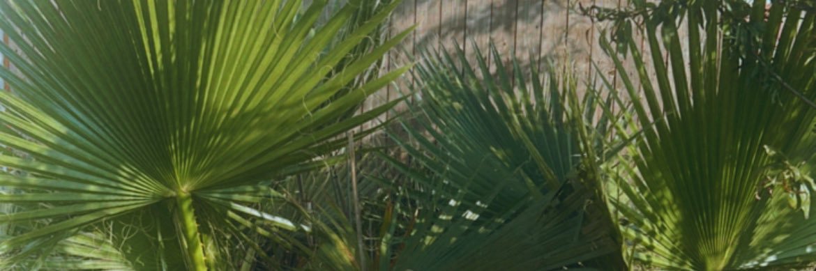 siemprelasnubes's profile banner image