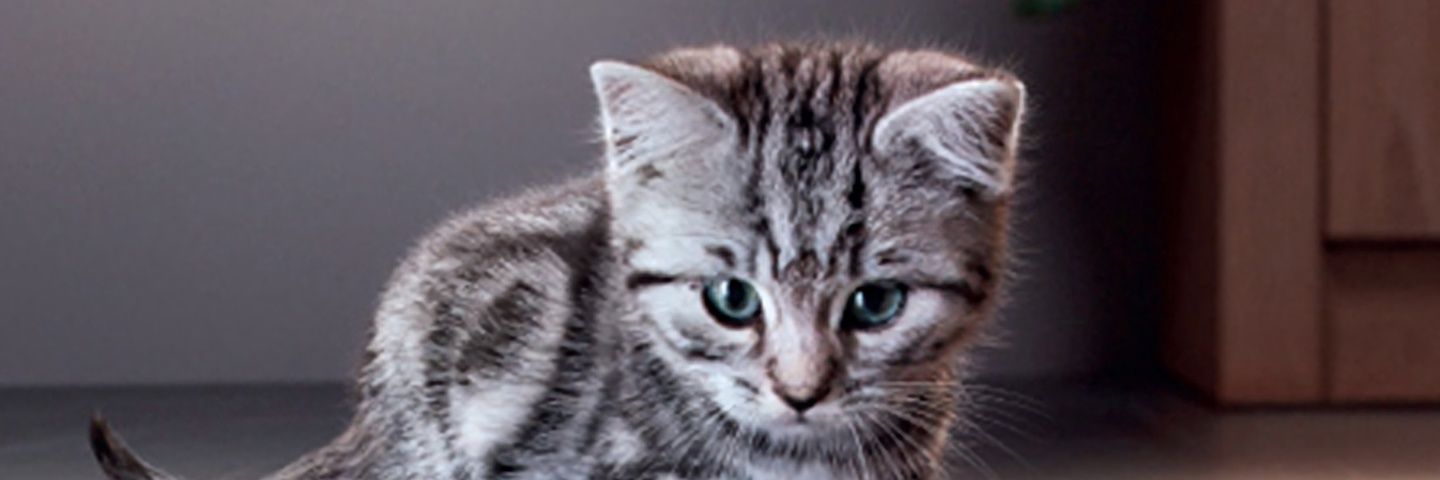 beccareda78's profile banner image