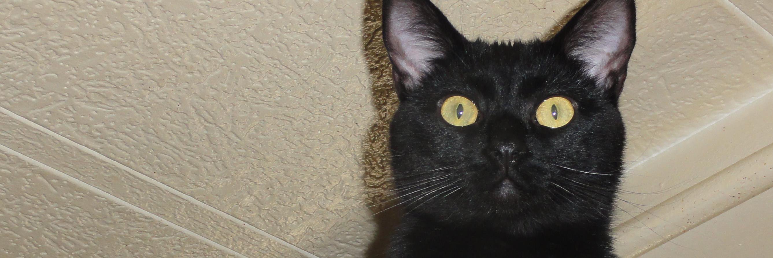 StereoType_Cat's profile banner image