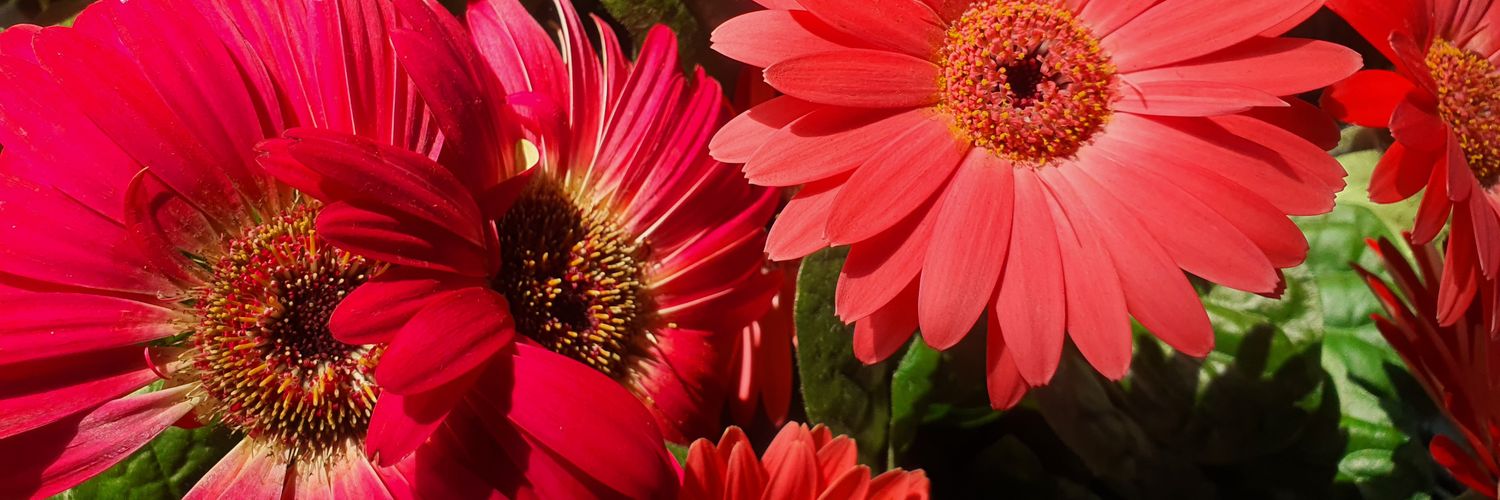 snjeys's profile banner image