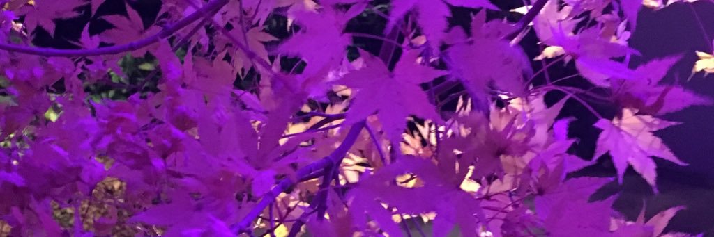 TheQuillPen's profile banner image