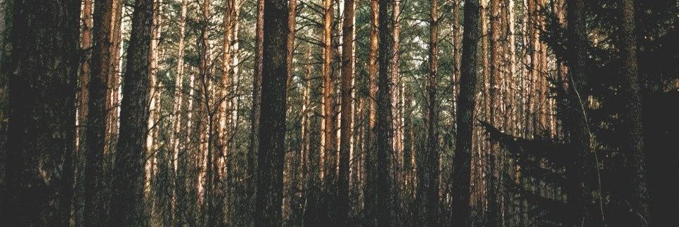 Gofio 🇮🇨 banner