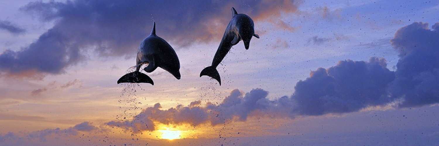 dolphinEDITOR's profile banner image