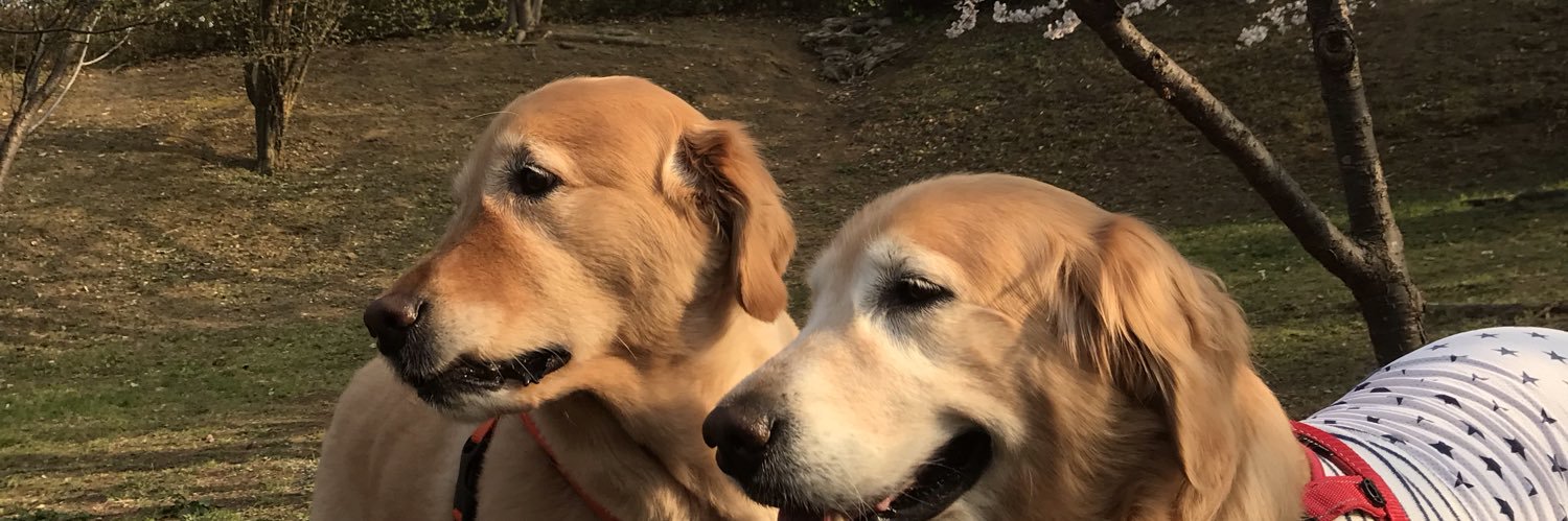 Ponponsherry's profile banner image