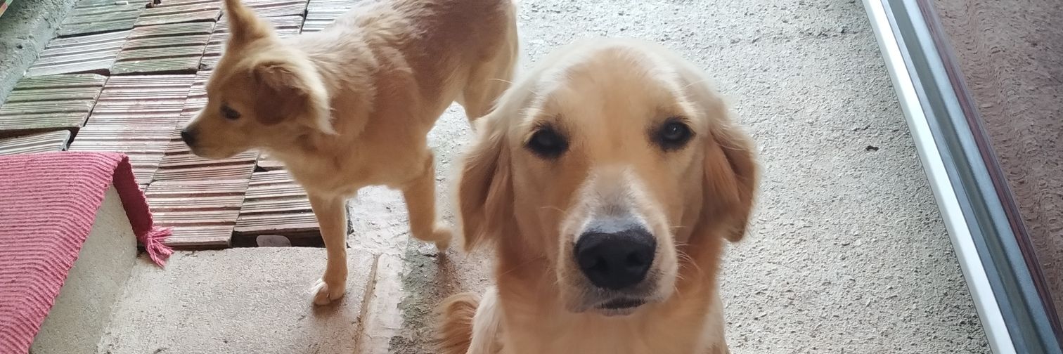 vulgoruivo's profile banner image
