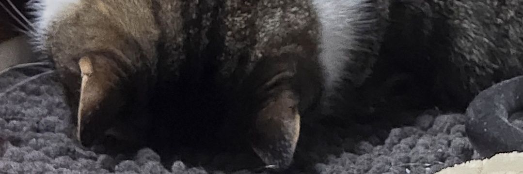 ssmckisic's profile banner image
