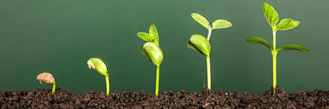 OrganicInsure's profile banner image