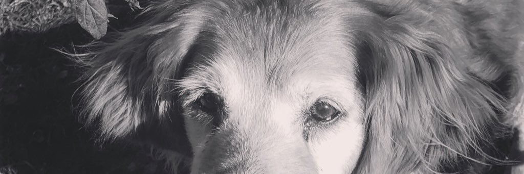 GabbyGoettl's profile banner image