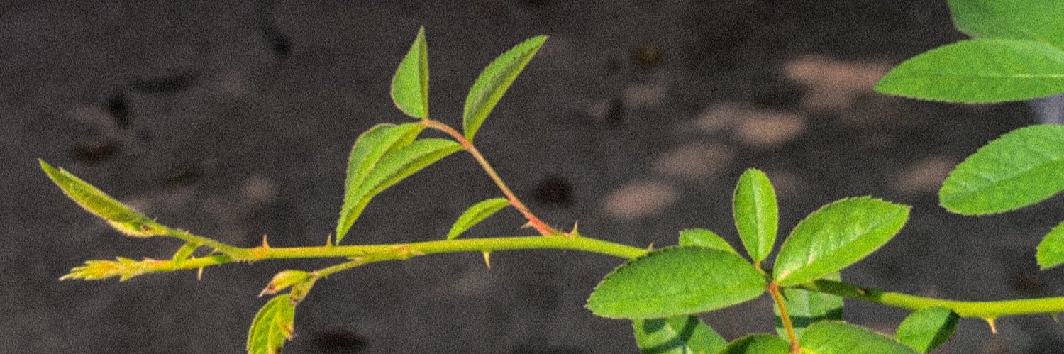 masud_xen's profile banner image