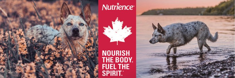 Nutrience_'s profile banner image