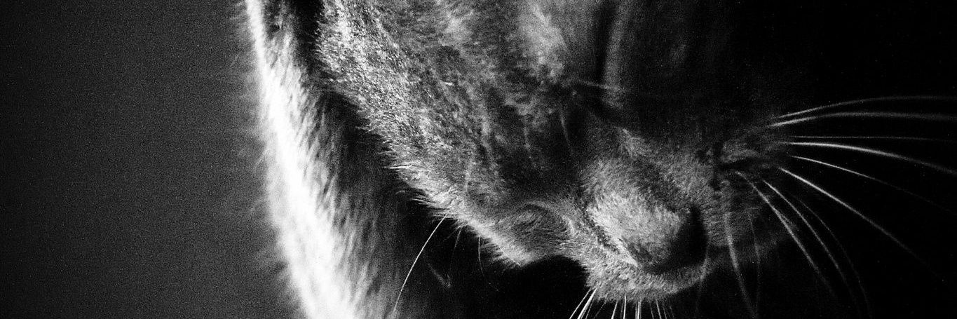pandanassa's profile banner image