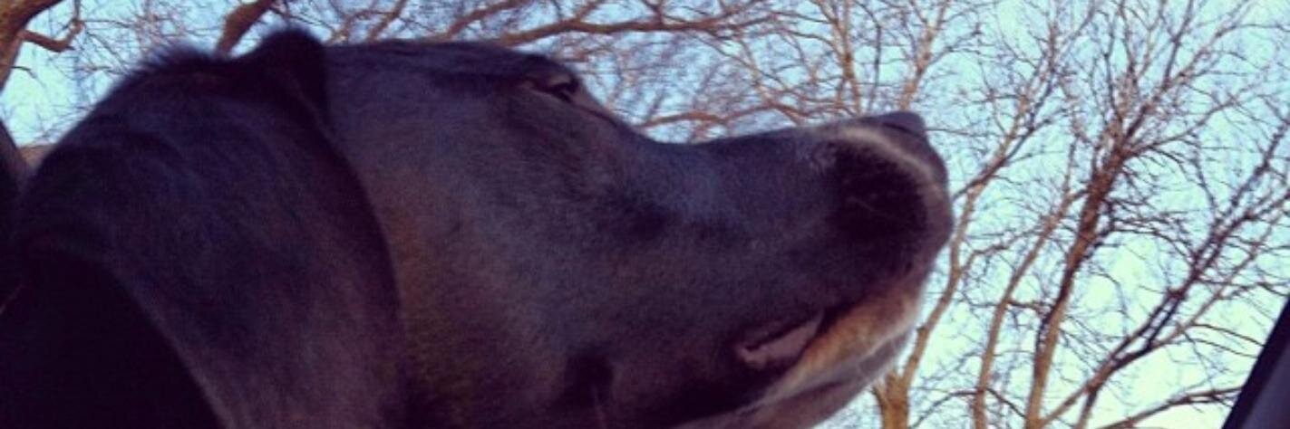 thaldeman17's profile banner image