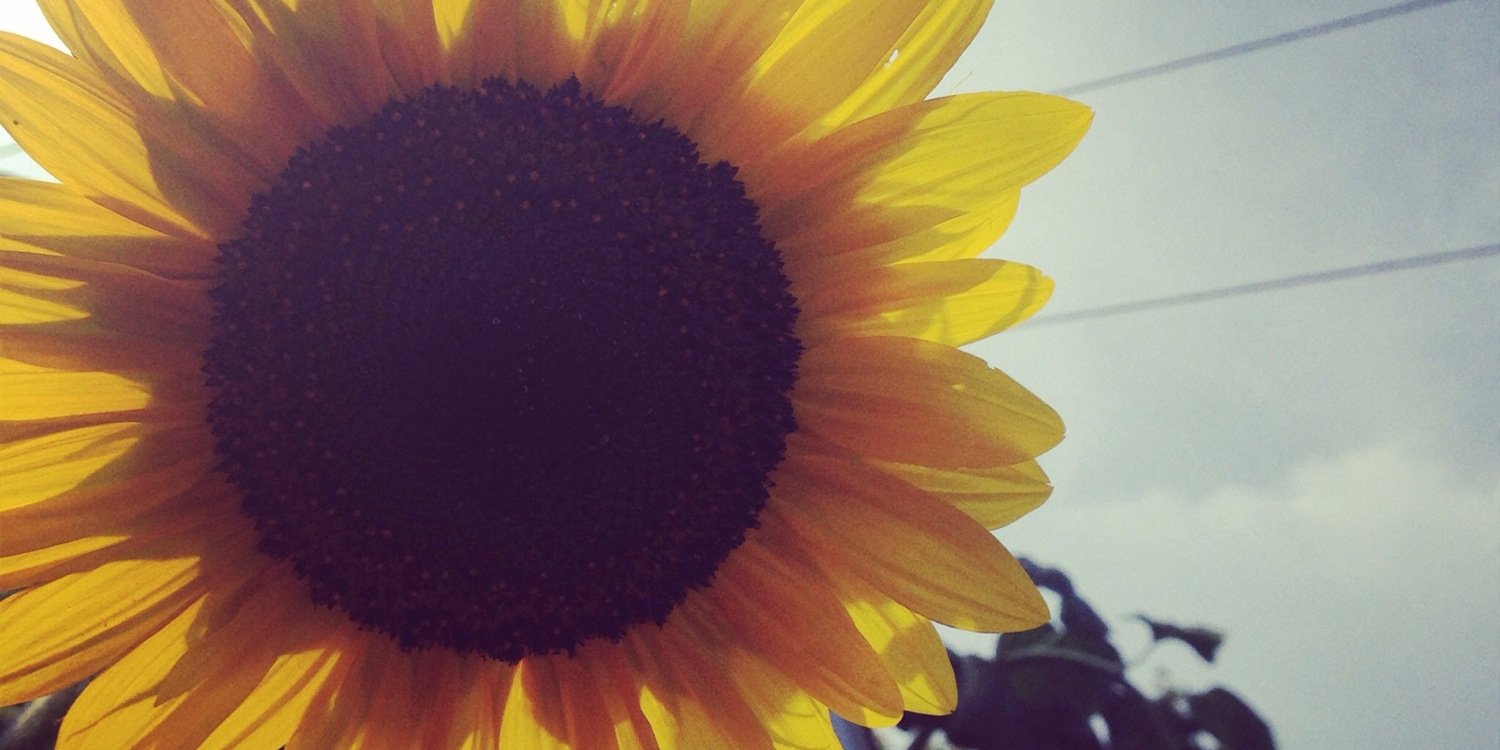A_Mae_W's profile banner image