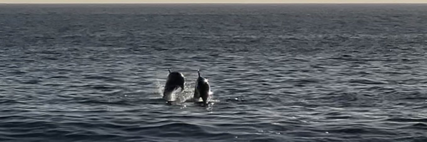 Phin banner