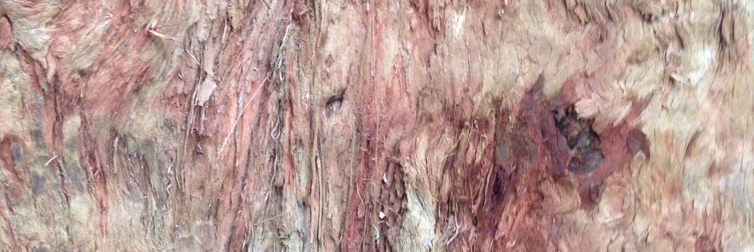sandrubrizzo's profile banner image