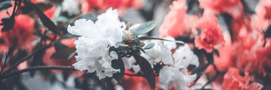 Emily VanRiper banner