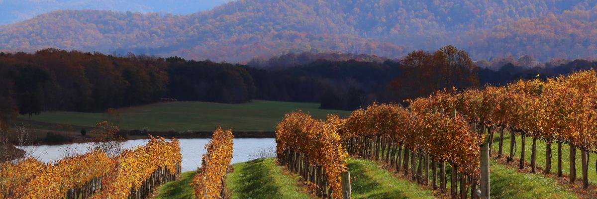 RingwoodBoyd's profile banner image