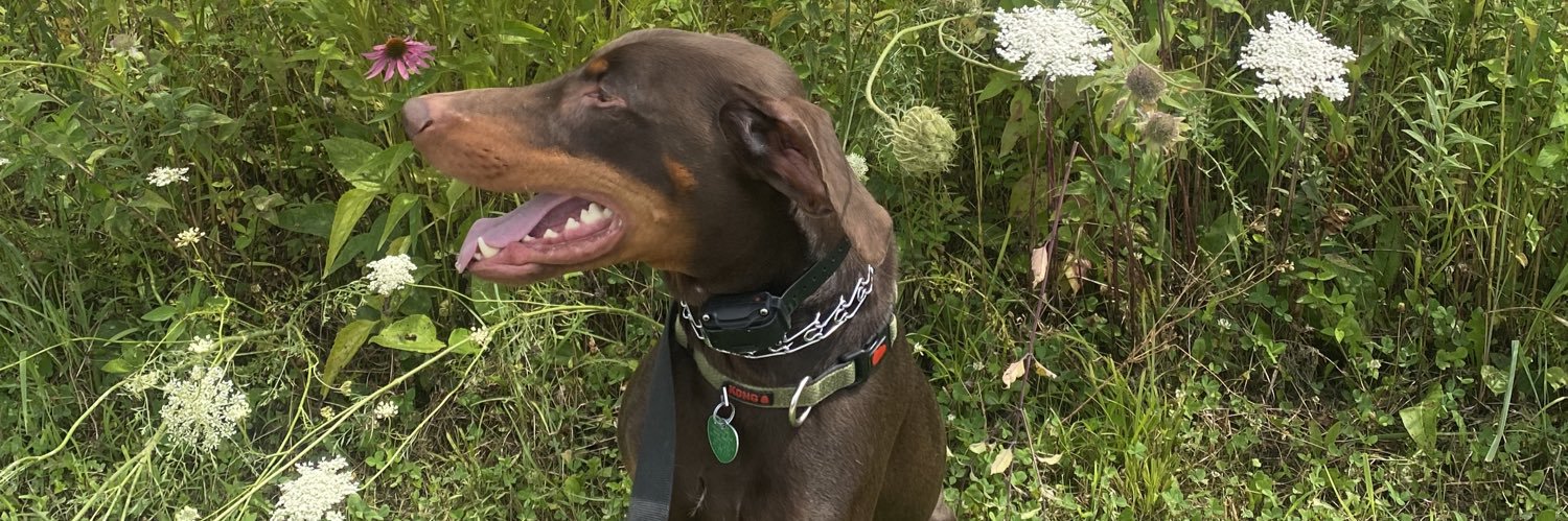 SaltyTechFord banner