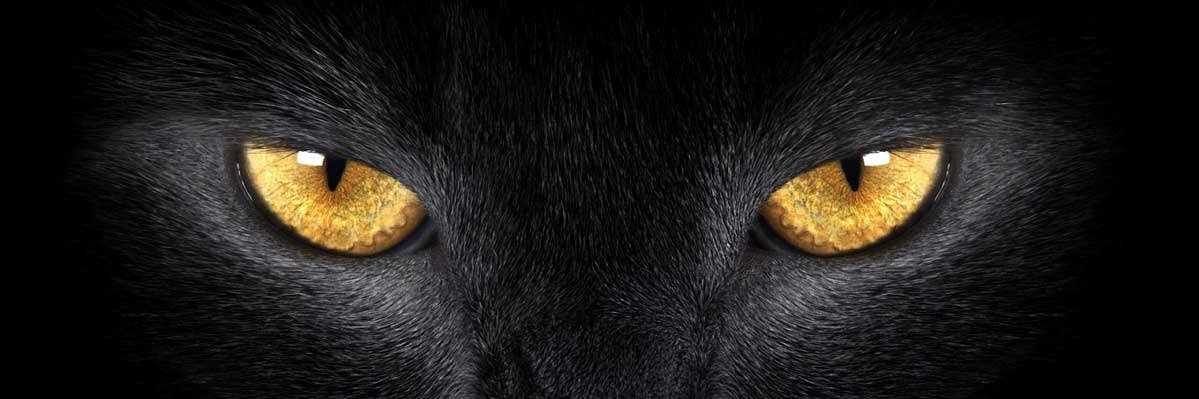 Bl4ckSignus's profile banner image