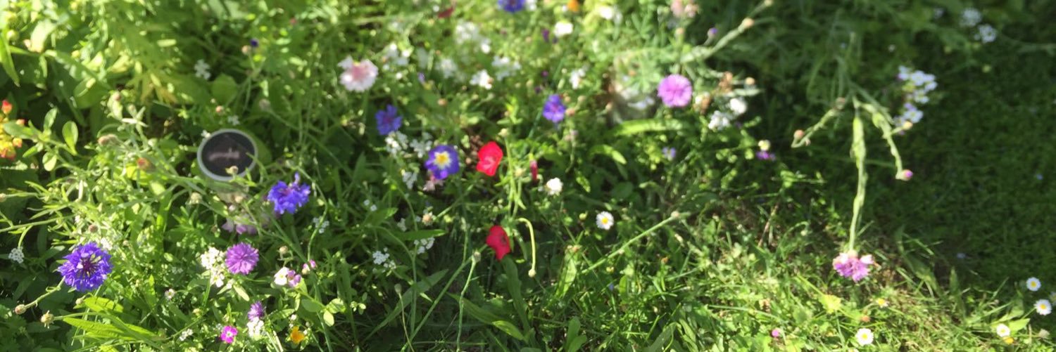 manuela_stolte's profile banner image
