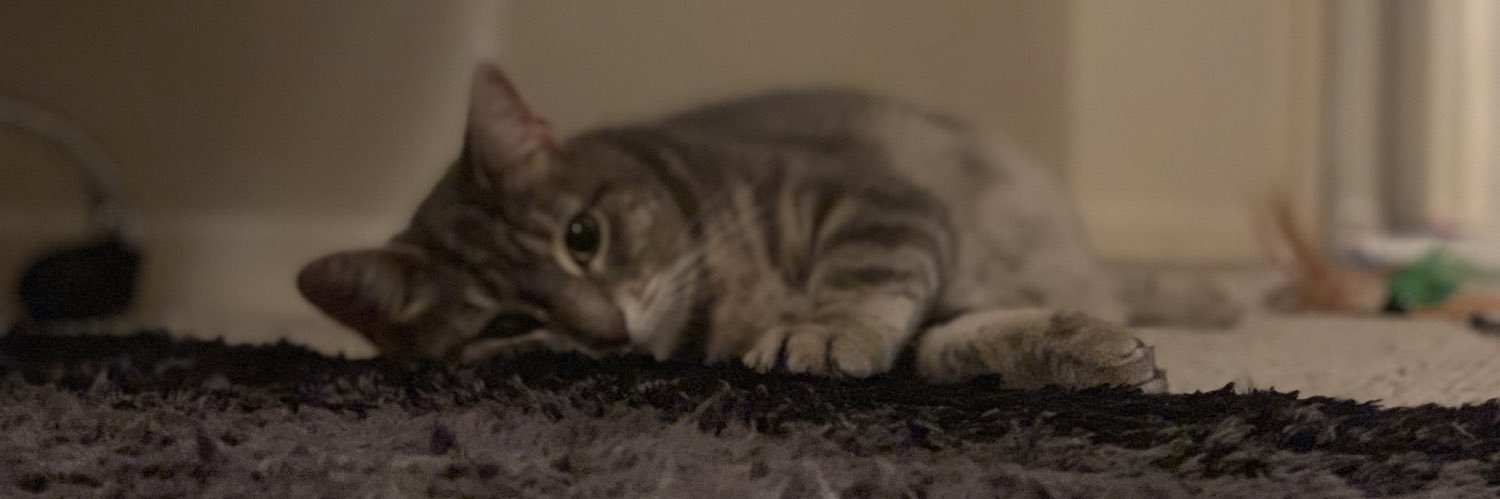 xemirose's profile banner image