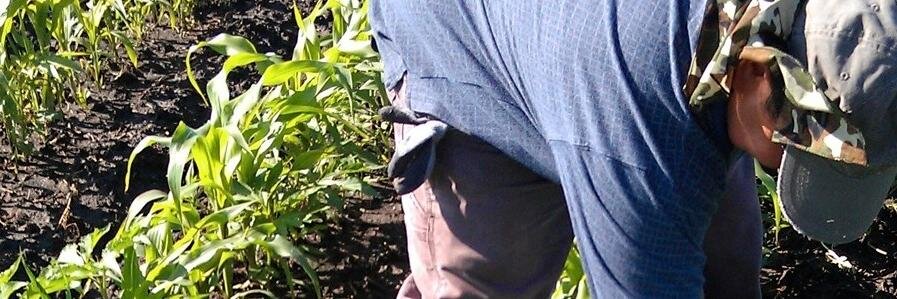 Farmworker & Landscaper Advocacy Project - FLAP's banner