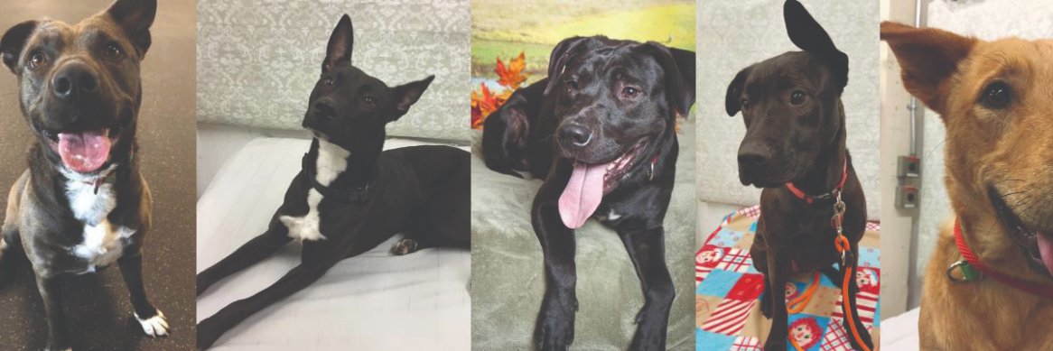 SafeHavenHumane's profile banner image