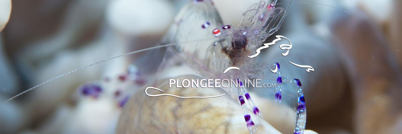 plongeeonline's profile banner image
