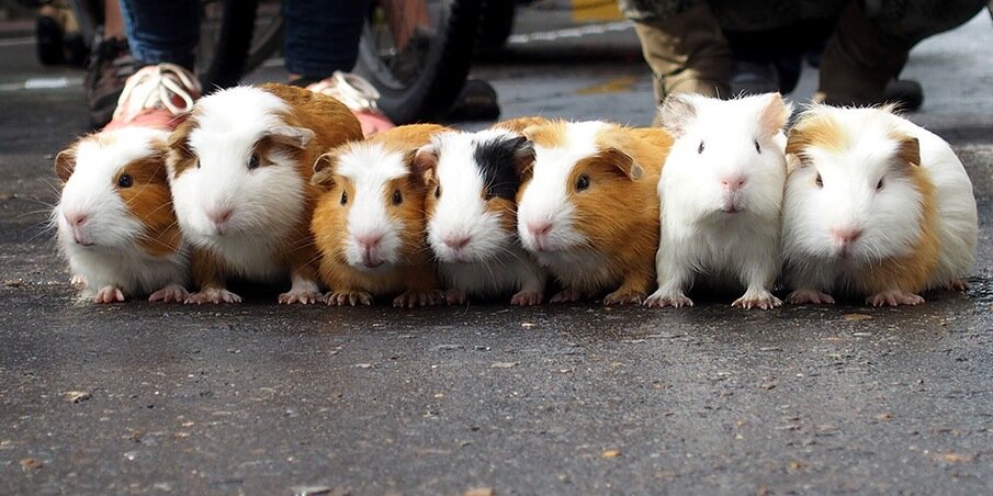 Florian Lorenz banner