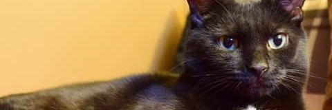 YaBoiPelso's profile banner image